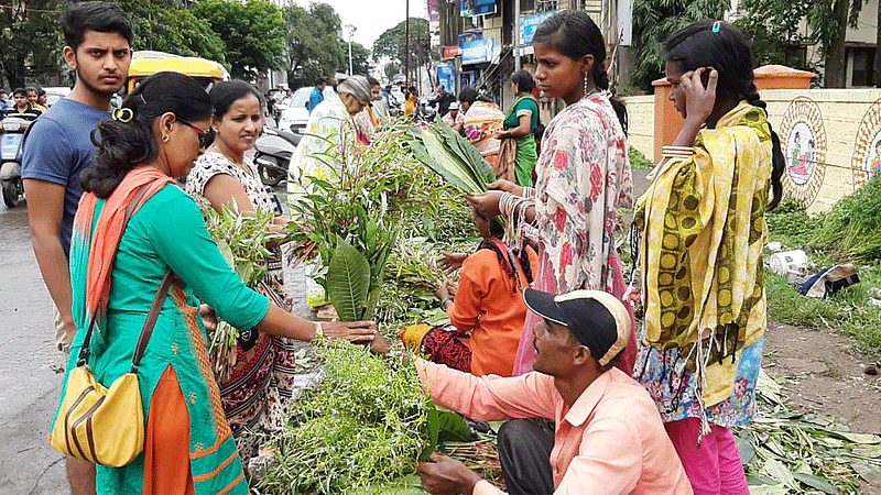 गौरी, शंकरोबा, चाफा बनला जगण्याचा आधार