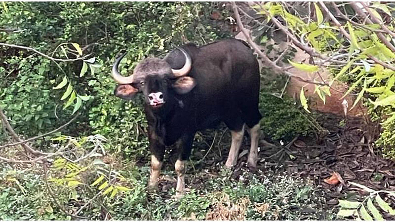Indian-Bison