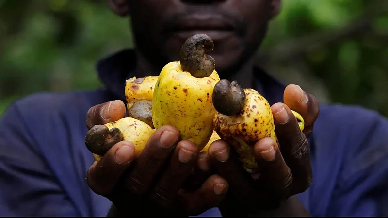 environmental impact on cashew farm konkan sindhudurg