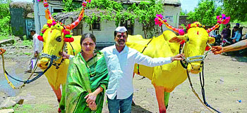 Coronas effect on bull hive in Akkalkot taluka