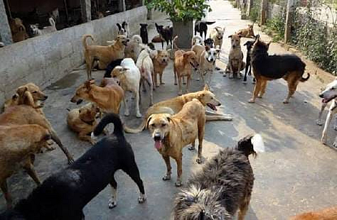 The dog was released in Akola taluka of Sangamner municipality