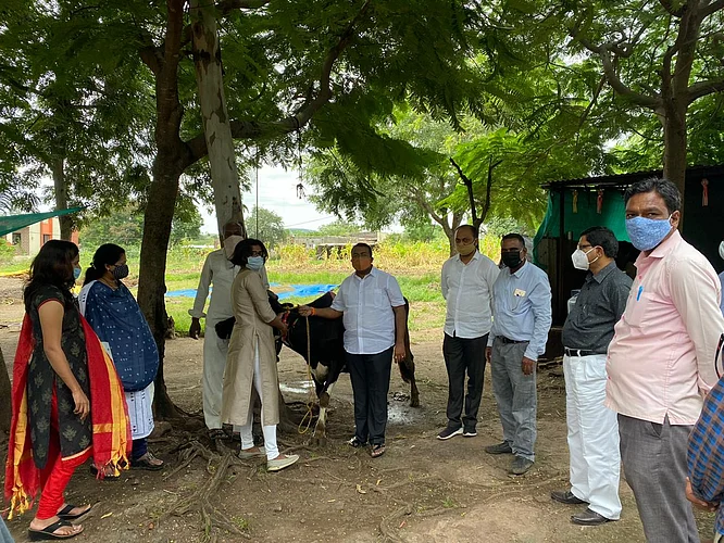Vaccination campaign in Parner taluka by Central Government sponsored Veterinary Department