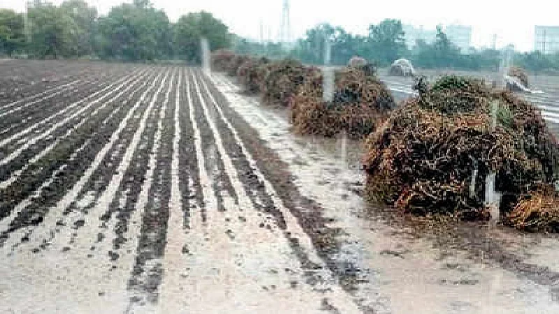 ठाणे जिल्ह्यातील 38 हजार हेक्टरवरील भात शेतीचे नुकसान