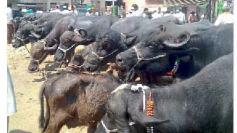 Buffaloes are being bought and sold online in Ghodegaon in Nevasa taluka