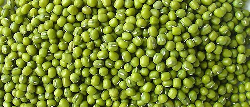 Akola News Not even a kilogram of produce in an acre of land, pests and excessive rains