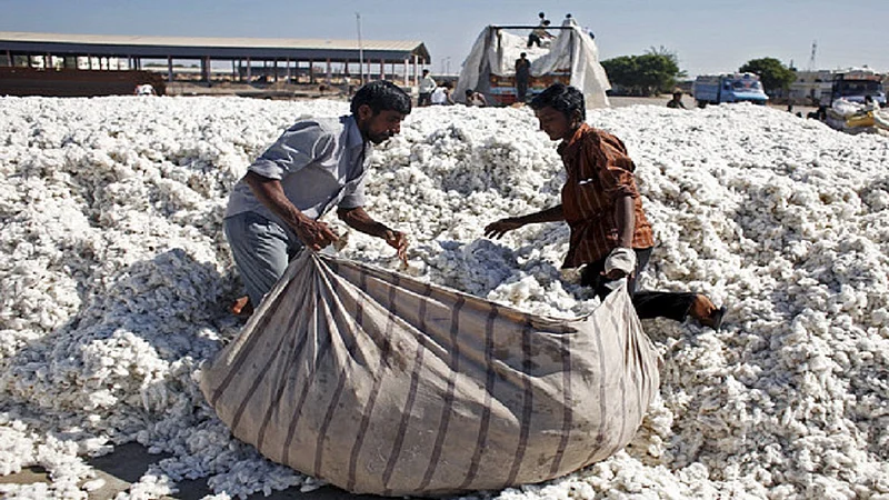 Farmers are in trouble while selling cotton in Amravati