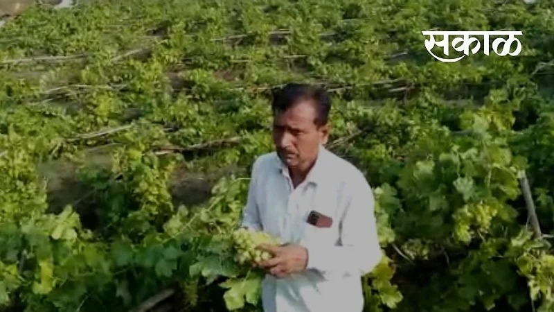 One and a half acre vineyards were destroyed by the storm Niphad Marathi News