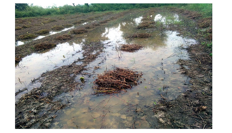 Agriculture