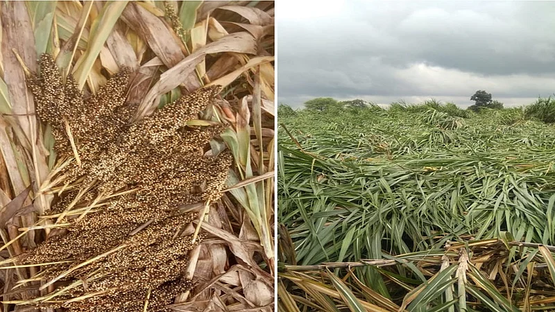 Rain Damaged Jawar In Jalkot