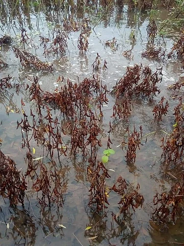 Rain Damaged Soybean1