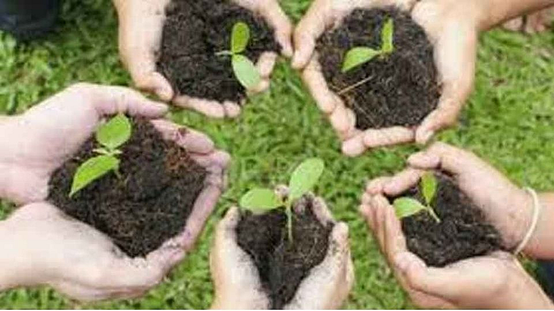 collect seeds