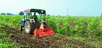cotton farm