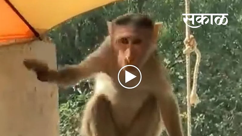 comedian Sunil Grover shares the funny video monkey stoling dahi open kitchen}