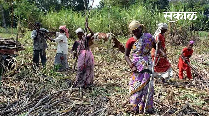 Loot for cane cutting; Demand for 8 thousand per acre}
