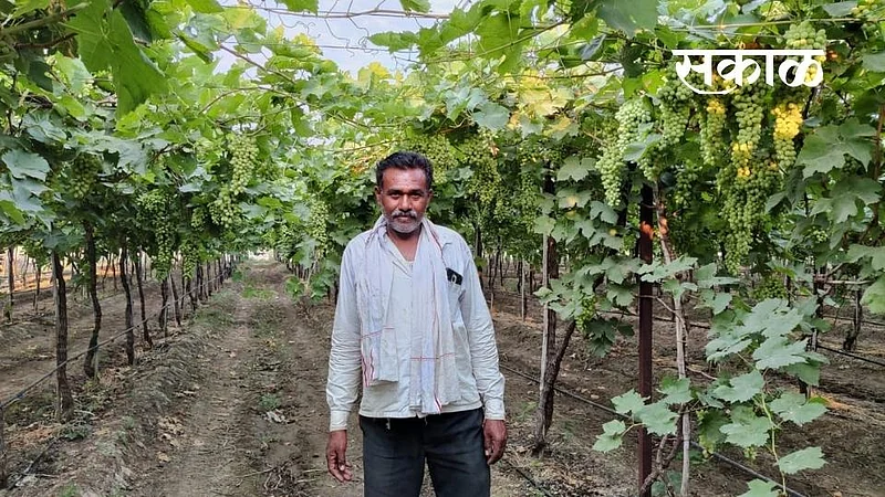Akola News - Success Story: One and a half acre will get three lakh produce, the direction of agriculture has changed in a modern way