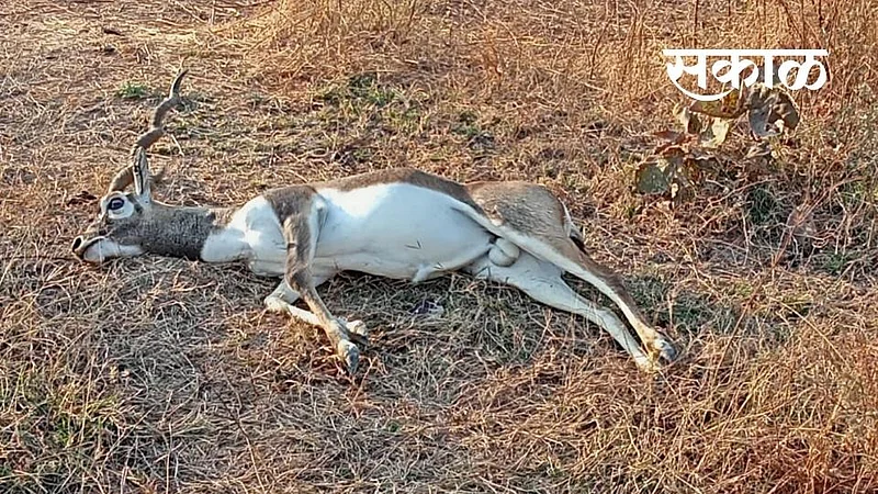 akola news in murtijapur Antelope died in Accident}