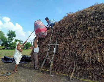 Crops are good in Nagar district due to rains