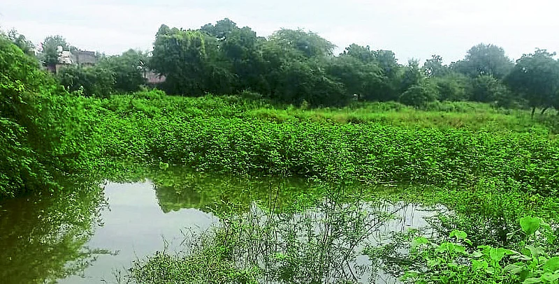 Soybean harvesting has come to a halt in Majalgaon due to torrential rains.jpg