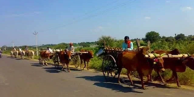 Sugarcane Cutting Labourers