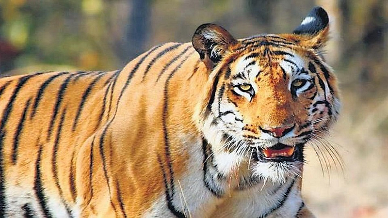 Division wise count of tigers is declared in maharashtra
