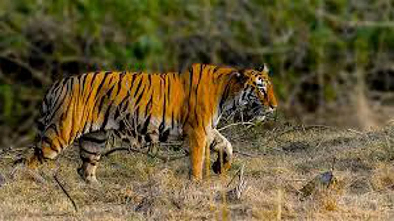 Tadoba