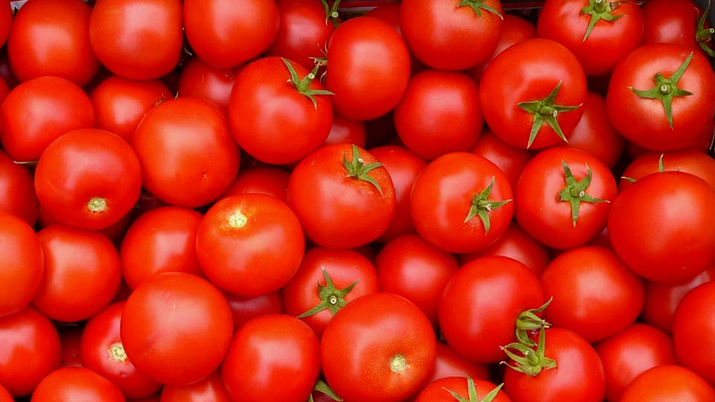 tomato