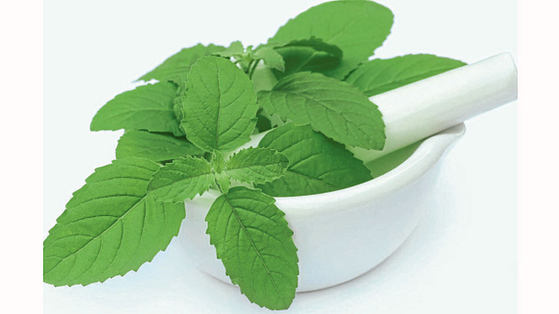 Tulsi