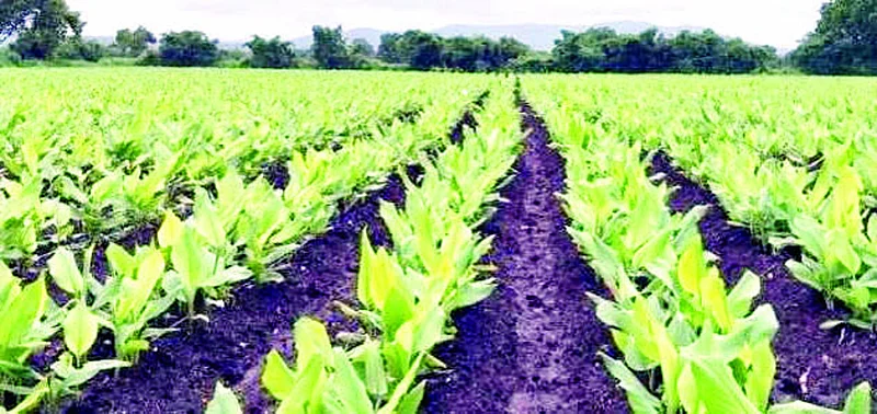 Turmeric growers in washim district.jpg
