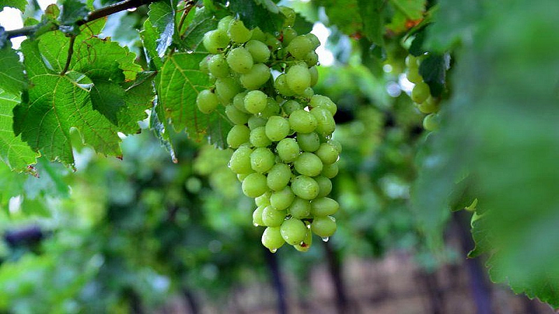 Untimely rain impact on grapes