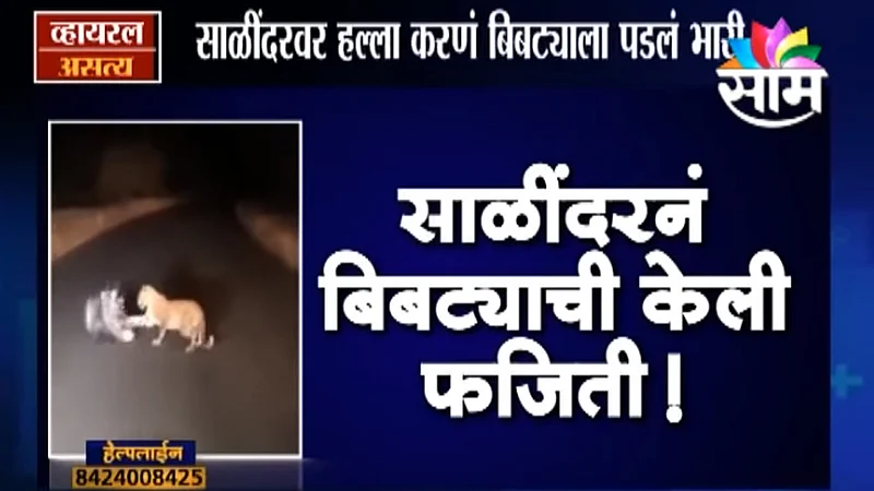Viral-Satya-video-Leopard-attack-on-Porcupine
