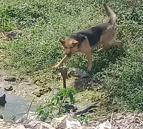 dog snack