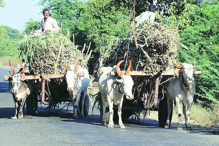 Demand for closure of bullock cart transport