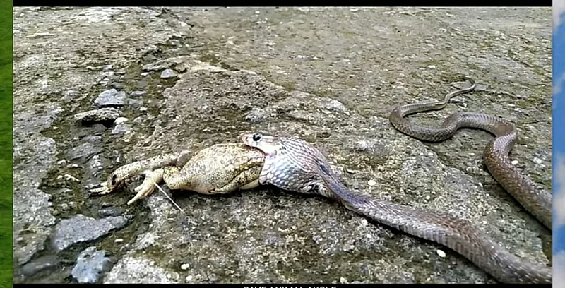 The snake swallowed the frog but then vomited
