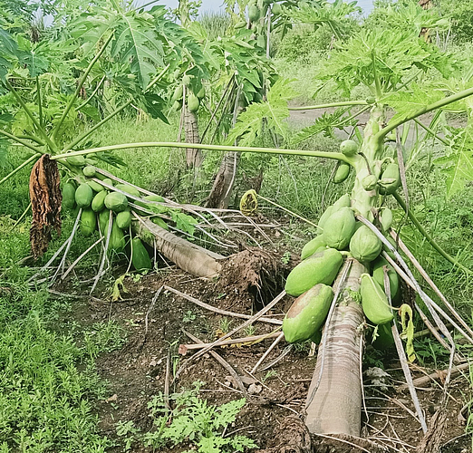 The papaya orchard in Nevasa was uprooted