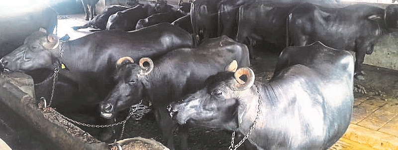 The buffalo gave the farmer a large income
