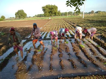 onion planting