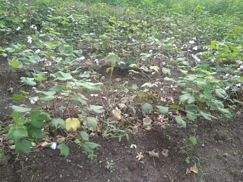 cotton robbery