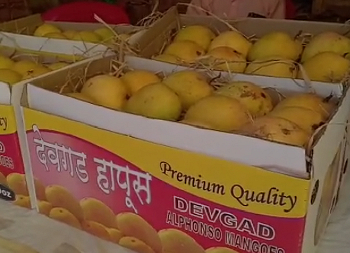 mangoes Devgad Hapus.