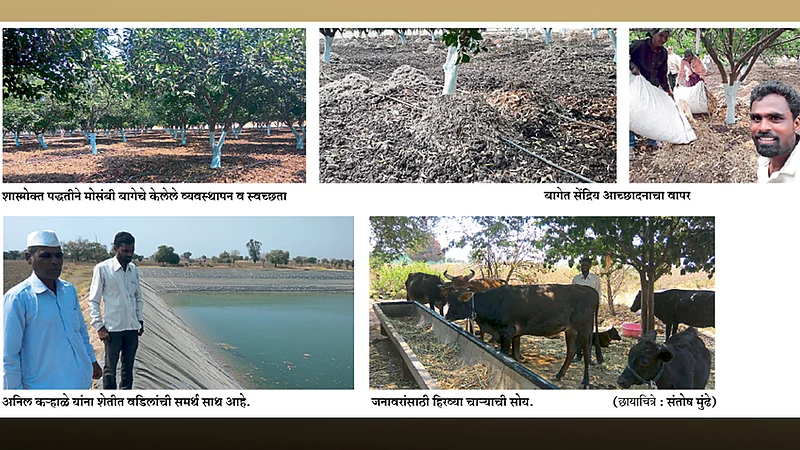 शास्त्रोक्त व्यवस्थापनातून दुष्काळातही सर्वोत्कृष्ट मोसंबी