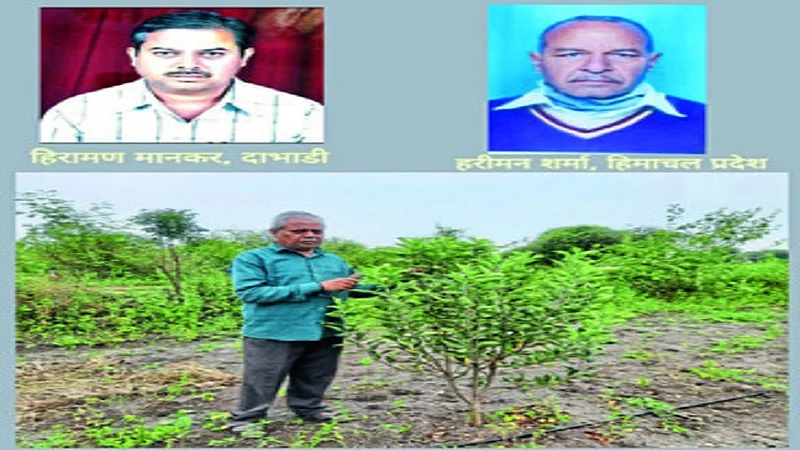 apple farming dabhadi.jpg