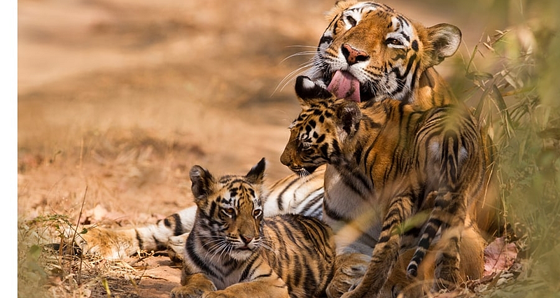 Avni will release Waghini's calves in the forest