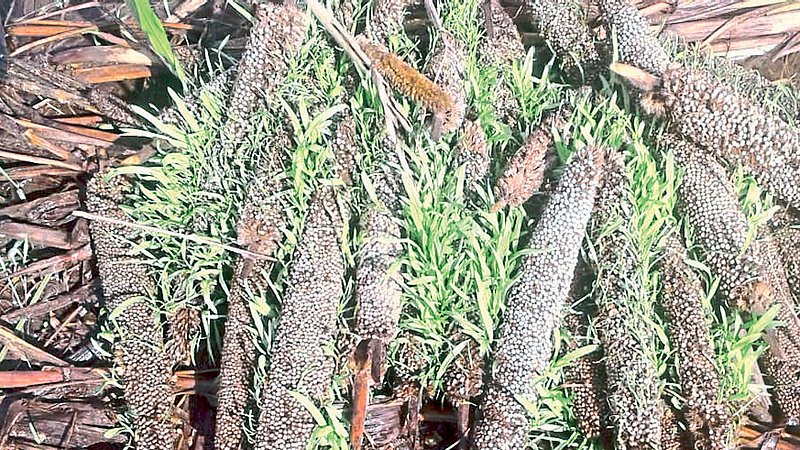 Heavy rains and Insects damaged the crop farmers