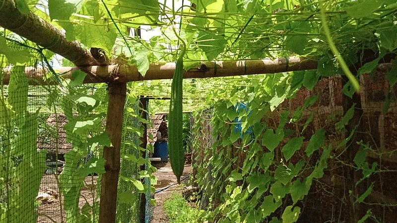 student doing farming during lockdown time in ratnagiri