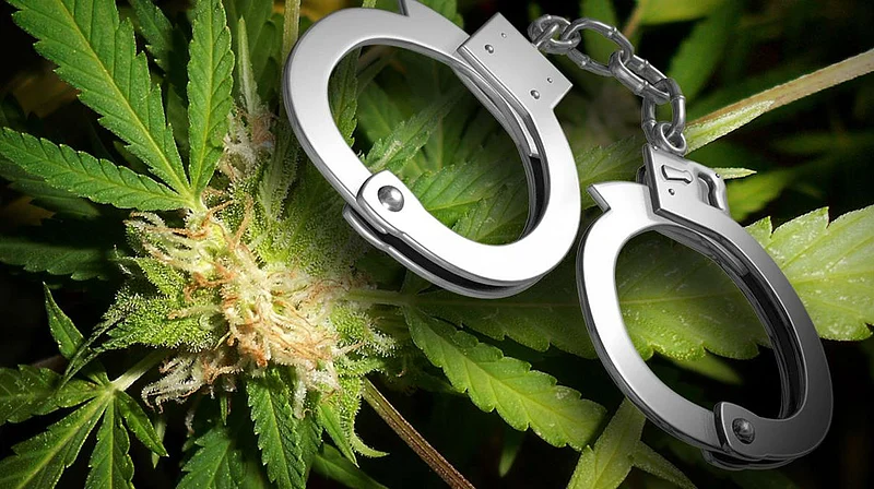 Akola News: Two tonnes of cannabis found in the same house