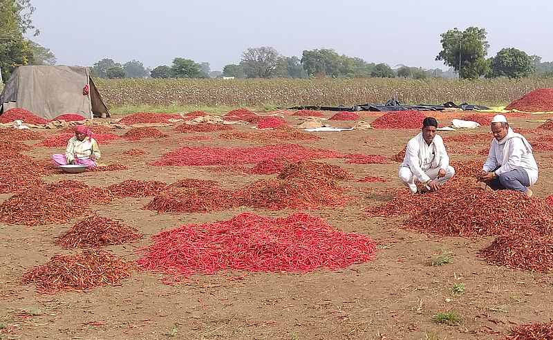 लाल मिरची.