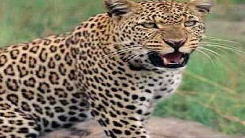 leopard not captured in camera and lock in ratnagiri do not used thi sequpimetn for forest department