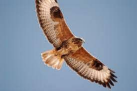Akola News: First record of falcon party in Central India, image of upland buzzard party captured in their camera