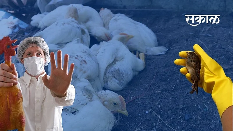 bird flu