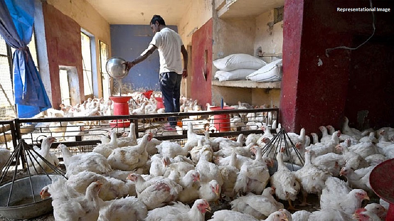 खळबळजनक ! महाराष्ट्रात पोहोचला Bird Flu, मुरूंबा गावातील 800 कोंबड्यांचा मृत्यू 'बर्ड फ्लू'मुळेच