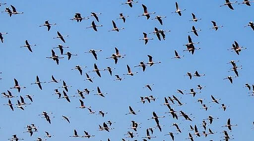 Akola Marathi News Exotic guest birds came from Alaska, Europe, Africa